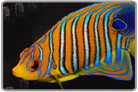 Yellow Belly Regal Angelfish